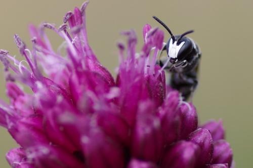 Réf. 260 476 : Hylaeus punctulatissimus